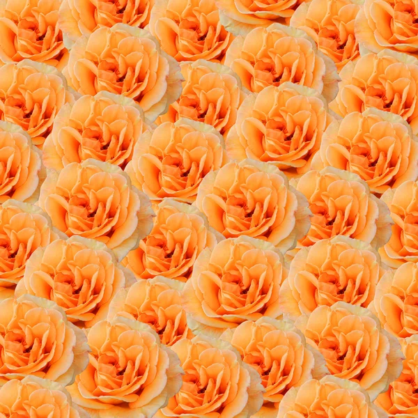 Oranje Rozen achtergrond — Stockfoto