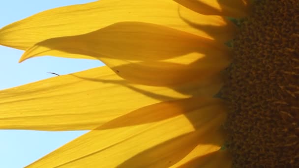 Tournesol en fleurs — Video