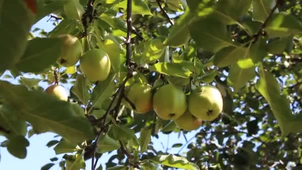 Frutas de manzana — Vídeos de Stock