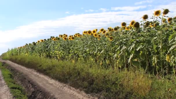 Sunflowers field — Stock Video