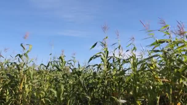 Campo de maíz — Vídeo de stock