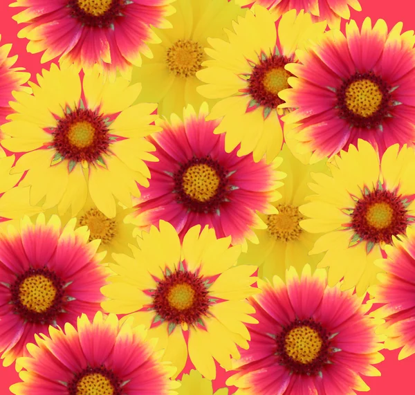 Gaillardia blommor bakgrund — Stockfoto