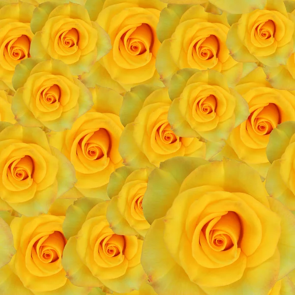 Gelbe Rosen Hintergrund — Stockfoto