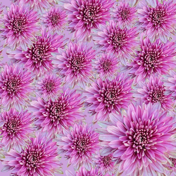 Chrysanthemum blommor bakgrund — Stockfoto