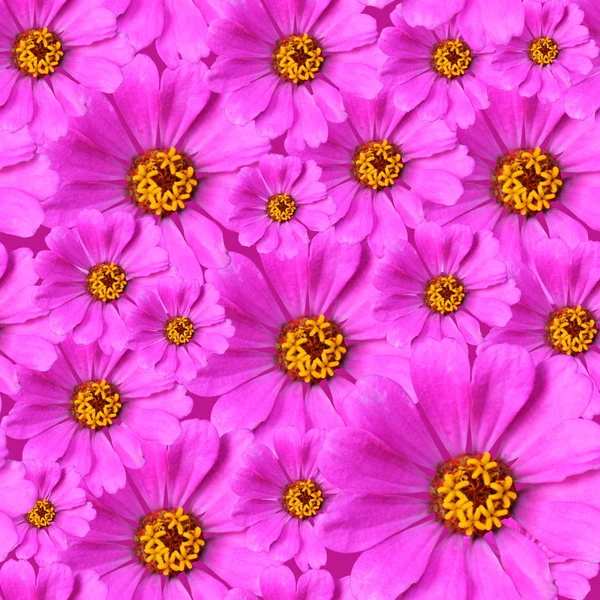 Zinnia flowers background — Stock Photo, Image