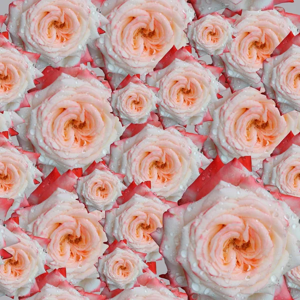 Rose flowers background — Stock Photo, Image