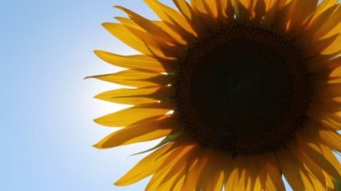 çiçek açan ayçiçeği