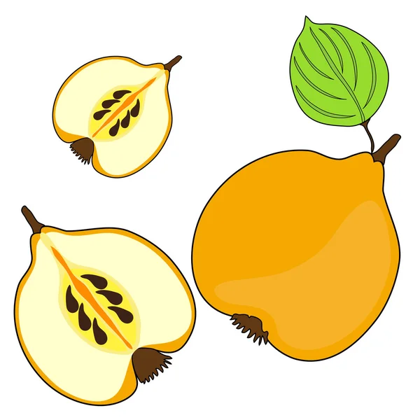 Frutas de membrillo — Vector de stock