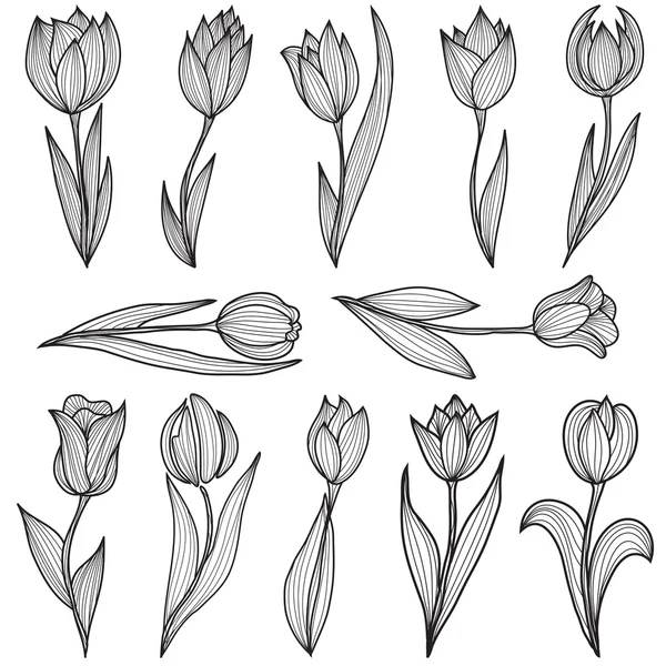 Ziertulpen — Stockvektor