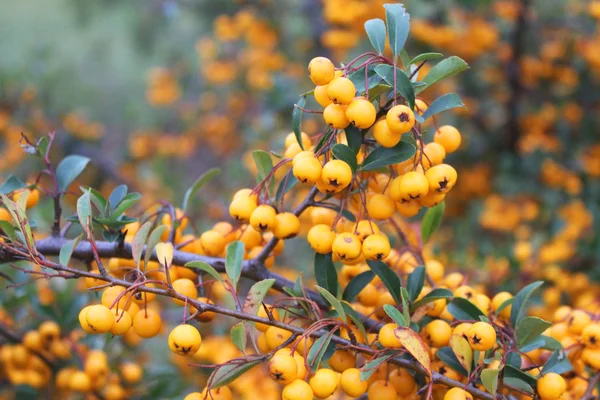 Ripe yellow berries — Stock Photo, Image