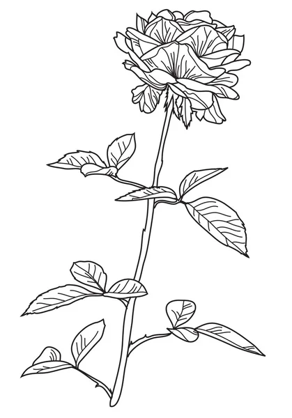 Rosa decorativa — Vettoriale Stock