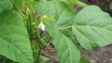 çiçek açan fasulye