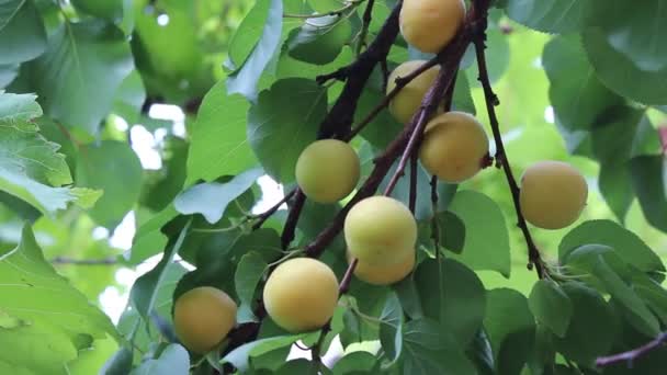 Frutas de albaricoque — Vídeos de Stock