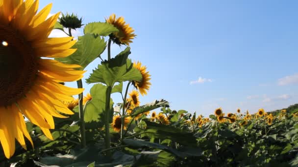 Campo girasoli — Video Stock