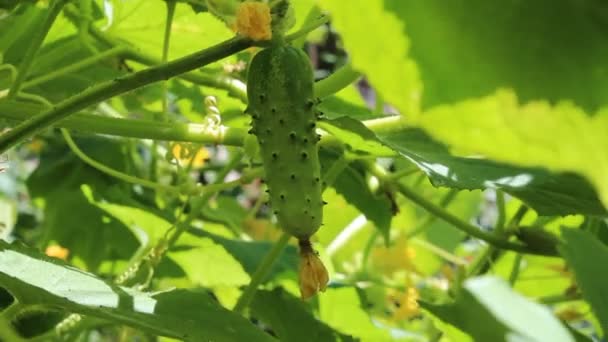 Groene komkommers in de tuin — Stockvideo