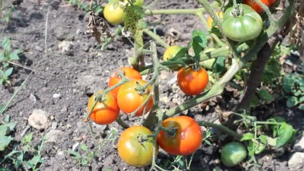 Tomates rojos maduros — Vídeos de Stock