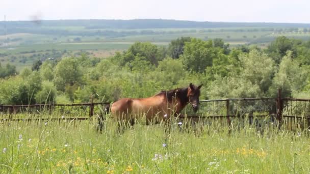 Cavalo castanho — Vídeo de Stock