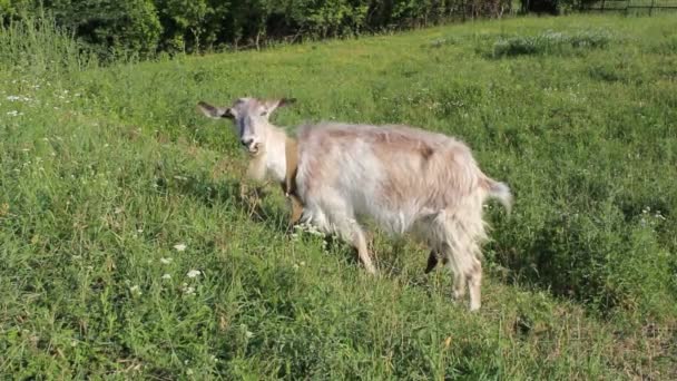 Chèvre blanche 