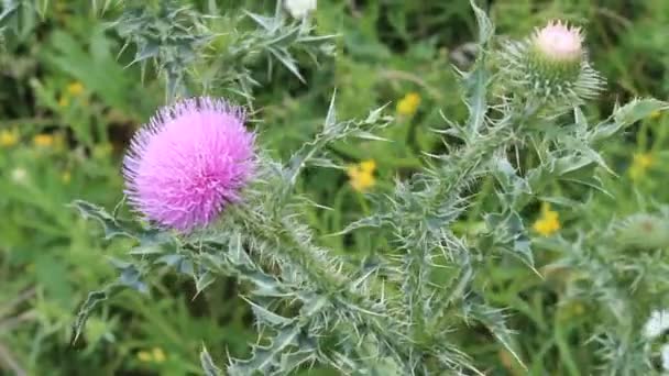 Thistle blommor — Stockvideo