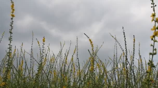 Zomerveld — Stockvideo