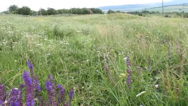 Campo de verão com flores — Vídeo de Stock