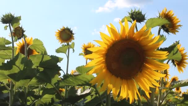 Kvetoucí slunečnice — Stock video