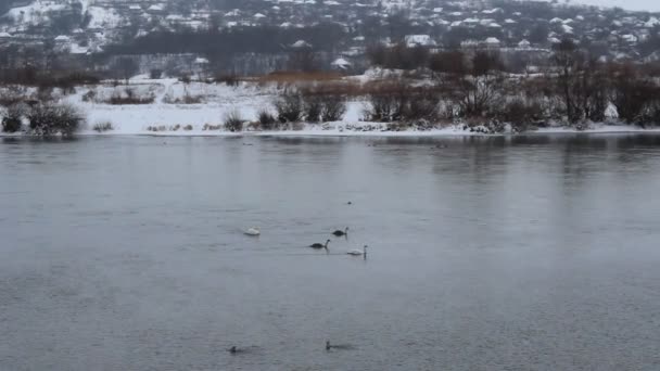 Łabędzie na rzece — Wideo stockowe