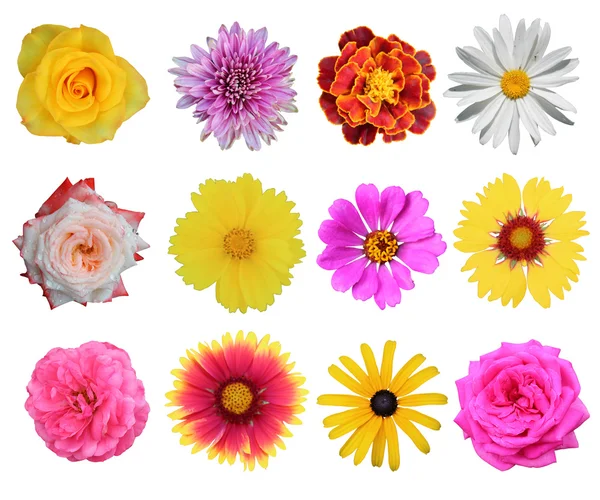Set of 12 different flowers — Stock Photo, Image
