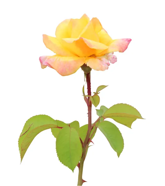 Rosa amarilla — Foto de Stock