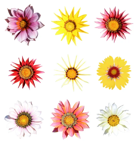 Set of 9 gazania flowers — Stock Photo, Image