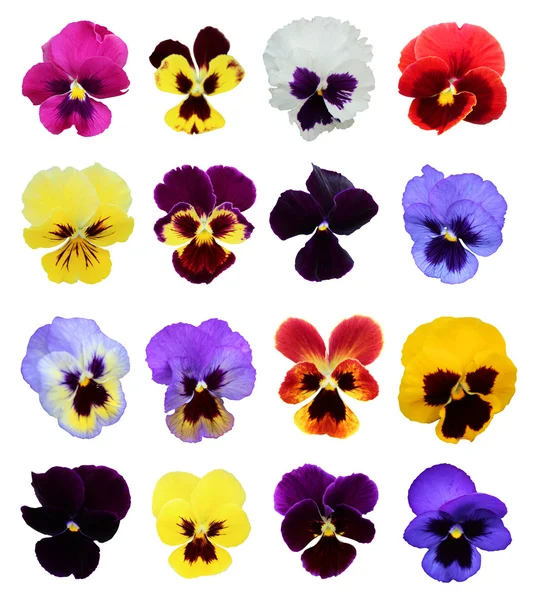 Set of 16 pansy flowers — Stock Photo, Image
