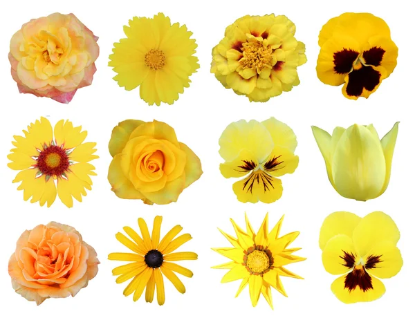 Sarı çiçekler — Stok fotoğraf