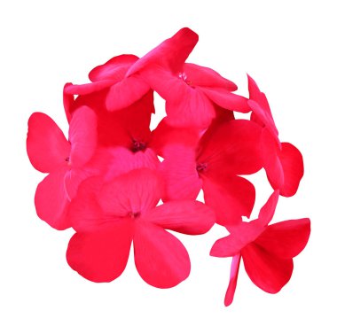 Beyaz arka planda izole edilmiş güzel kırmızı sardunya çiçeği. Doğal çiçek geçmişi var. Çiçek tasarım ögesi