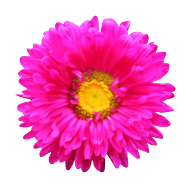 Beyaz arka planda izole edilmiş güzel pembe paskalya çiçeği. Doğal çiçek geçmişi var. Çiçek tasarım ögesi