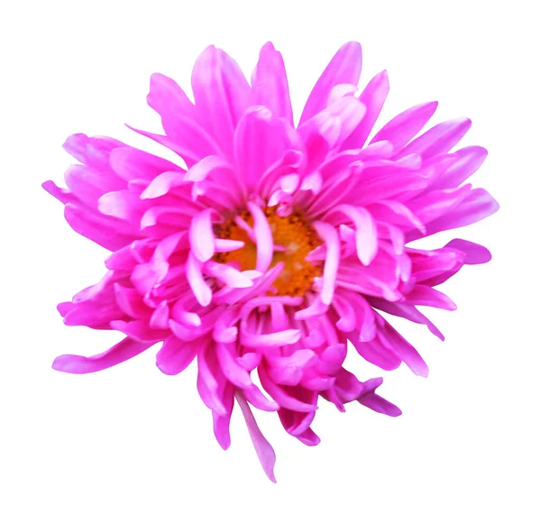 美丽的粉红石膏花 白色背景隔离 自然的植物背景 花卉设计部分 — 图库照片