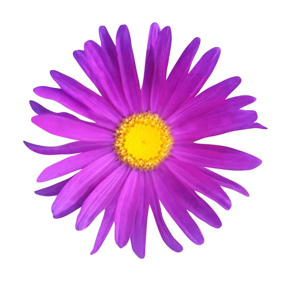 Prachtige Violet Aster Bloem Geïsoleerd Witte Achtergrond Natuurlijke Bloemen Achtergrond — Stockfoto