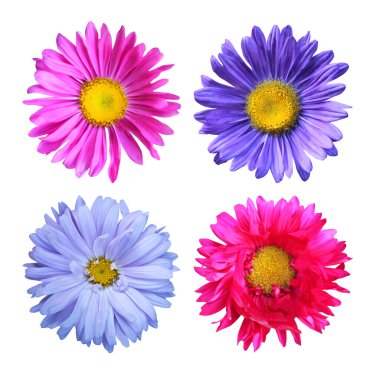 Beyaz arka planda izole edilmiş güzel paskalya çiçekleri. Doğal çiçek geçmişi var. Çiçek tasarım ögesi