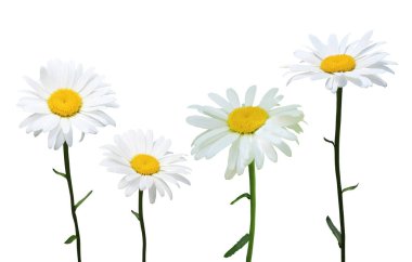 Beyaz arka planda izole edilmiş güzel papatya çiçekleri. Doğal çiçek geçmişi var. Çiçek tasarım ögesi