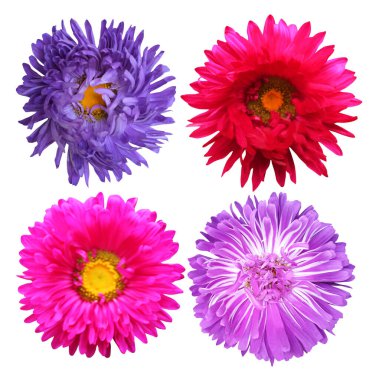 Beyaz arka planda izole edilmiş güzel paskalya çiçekleri. Doğal çiçek geçmişi var. Çiçek tasarım ögesi