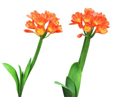 Beyaz arka planda izole edilmiş güzel clivia çiçekleri. Doğal çiçek geçmişi var. Çiçek tasarım ögesi