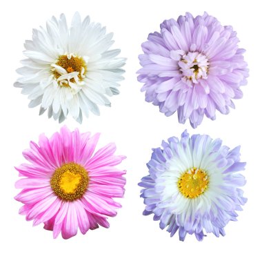 Beyaz arka planda izole edilmiş güzel paskalya çiçekleri. Doğal çiçek geçmişi var. Çiçek tasarım ögesi