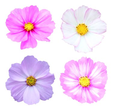 Beyaz arka planda izole edilmiş kozmos çiçekleri. Doğal çiçek geçmişi var. Çiçek tasarım ögesi