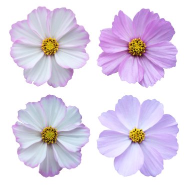 Beyaz arka planda izole edilmiş kozmos çiçekleri. Doğal çiçek geçmişi var. Çiçek tasarım ögesi