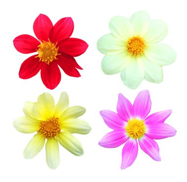 Beyaz arka planda izole edilmiş güzel yıldız çiçekleri. Doğal çiçek geçmişi var. Çiçek tasarım ögesi