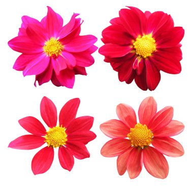 Beyaz arka planda izole edilmiş güzel yıldız çiçekleri. Doğal çiçek geçmişi var. Çiçek tasarım ögesi