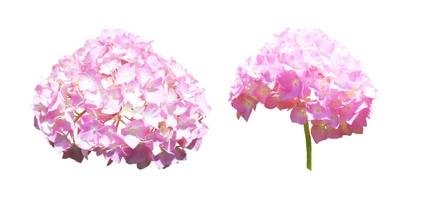 Lindas Flores Hortênsia Rosa Isoladas Fundo Branco Fundo Floral Natural — Fotografia de Stock