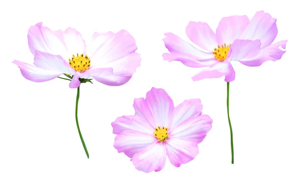 Prachtige Kosmos Cosmea Bloemen Geïsoleerd Witte Achtergrond Natuurlijke Bloemen Achtergrond — Stockfoto