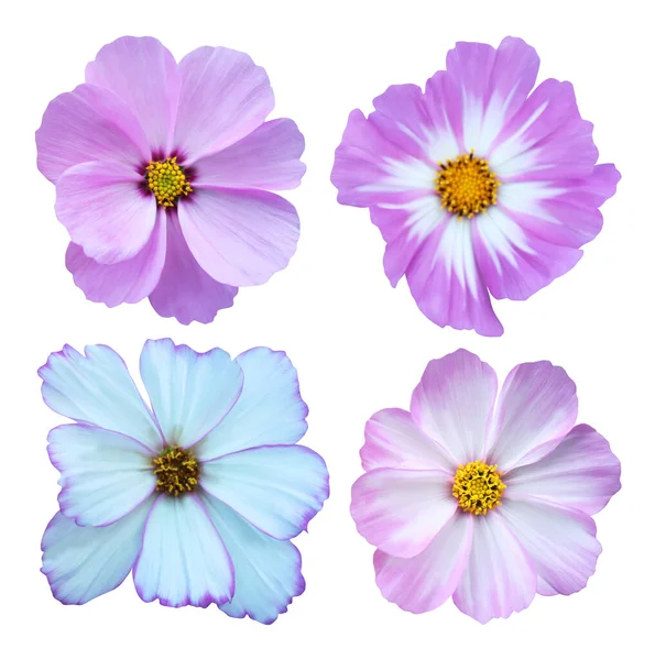 Όμορφα Λουλούδια Κοσμητικά Κόσμο Που Απομονώνονται Λευκό Φόντο Φυσικό Φόντο — Φωτογραφία Αρχείου