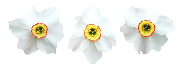 Vackra Vita Påsklilja Narcissus Blommor Isolerade Vit Bakgrund Naturlig Blommig — Stockfoto