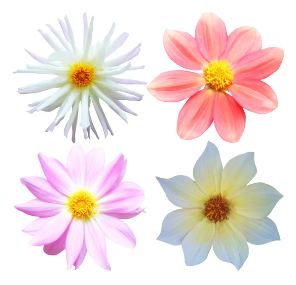 Beyaz arka planda izole edilmiş güzel yıldız çiçekleri. Doğal çiçek geçmişi var. Çiçek tasarım ögesi